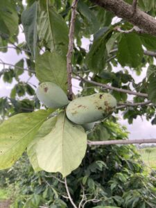 Pawpaw: Maturation
