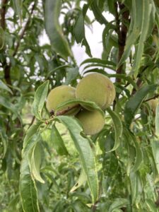 Peach: Maturation