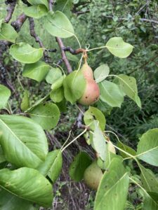 Pear: Maturation