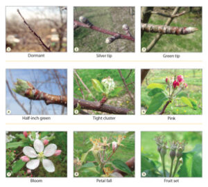 Grid showing nine close-up photos of a tree branch through bud and flower development stages: dormant, silver tip, green tip, half-inch green, tight cluster, pink, bloom, petal fall, and fruit set.