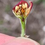 Close-up of a partially opened flower bud held between fingers, showing exposed petals and reproductive structures.