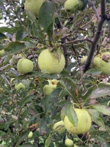 Apple (Goldrush): Maturation