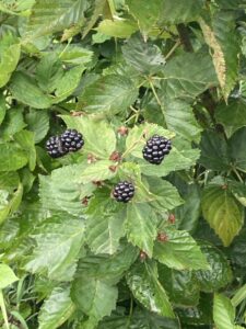Blackberry: Maturation/ mature fruit