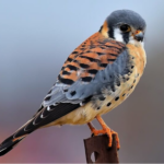 American Kestrel. Photo taken by Michael JD through the Macaulay Library.