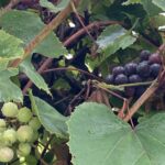 Grapes: Veraison