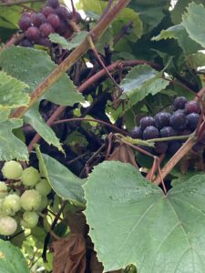 Grapes: Veraison