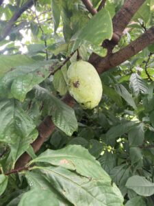 Pawpaw: Maturation