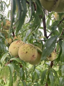 Peach: Maturation