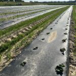 Newly planted strawberries on plastic covered beds