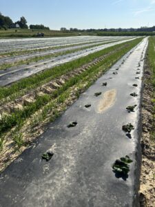 Newly planted strawberries on plastic covered beds