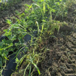 Row of vegetable plants growing in a cultivated field, covered with black plastic mulch. The plants are mixed with tall grass and weeds, with bare soil visible between rows. Early morning or late afternoon sunlight illuminates the green foliage and rough, dry soil surface.