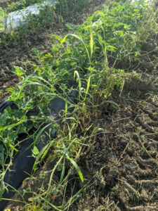 Row of vegetable plants growing in a cultivated field, covered with black plastic mulch. The plants are mixed with tall grass and weeds, with bare soil visible between rows. Early morning or late afternoon sunlight illuminates the green foliage and rough, dry soil surface.